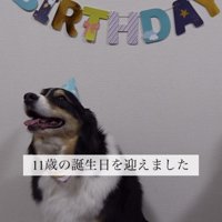 誕生日にとんがり帽子をかぶる犬