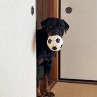 おもちゃをくわえている大型犬