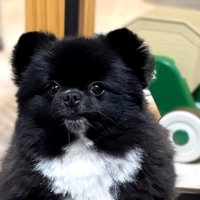 犬の写真をSNSにアップ