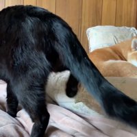 構ってほしくてゴソゴソ…