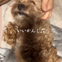 目をつむる犬2