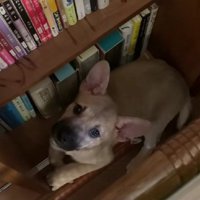 「どこにも連れて行かないで」