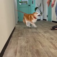 駆け寄る柴犬