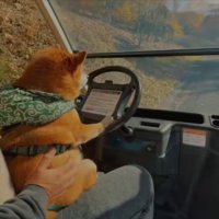 柴犬の運転