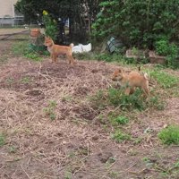 「あれ？誰か来た…」