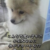 大きすぎてセールに？
