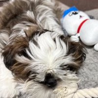 モップのような茶々丸くん