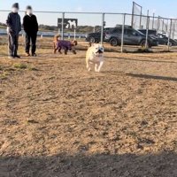 走るのが遅いぱせり君