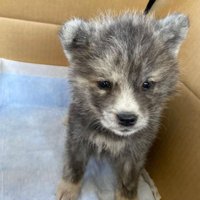 子犬のあきちゃん