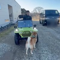 ミニカーのフロント部分に顔を近づける柴犬