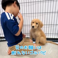 戸惑う子犬