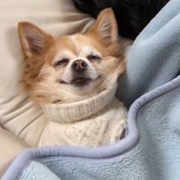 爆睡中の旦那さんと寄り添うアモちゃん3