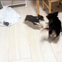 一緒に遊ぶ2匹の犬