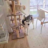 お転婆なじゅんちゃんが…