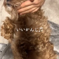 白目の犬