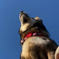 ピカチュウのポジション…！