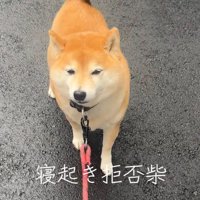 犬のリードを引く飼い主と、その場で踏ん張る犬