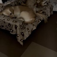 ソファーで眠る大型犬達
