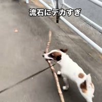 木の枝を咥えて歩くバディくん1