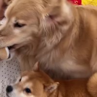 自力で取り戻した♪