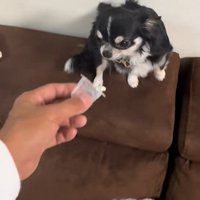 オレオちゃん＆マツちゃんの反応6