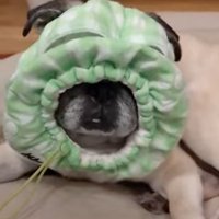 被り物を顔につける犬