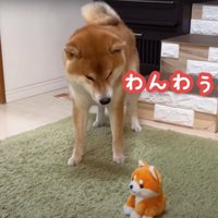 話しかける柴犬