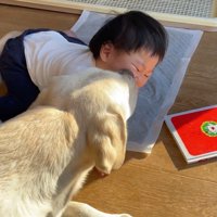 「ごめんね」とペロペロ