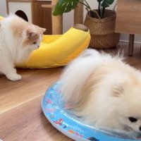 ポテチくんが自らベッドの上へ