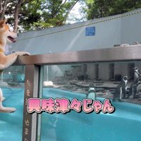 愛らしい姿にホッコリ