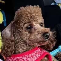 「これ、モヒカン…？」