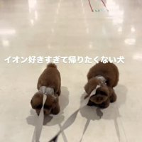 引きずられる2匹