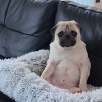 人間のように座るまめぞう君3