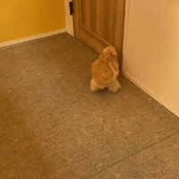 トリマーさんを待ってるよ！