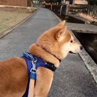 反対方向を見るあお君