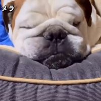 留守番中のまめちゃん