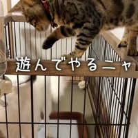 前足でチョンチョンするナルちゃん