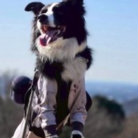 外出中の中型犬
