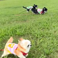 原っぱを駆ける3匹の小さな犬