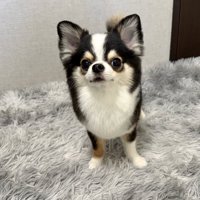 凛々しい