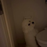 飼い主の方を振り返る犬