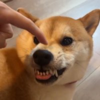 怒ってはいないあめまるくん