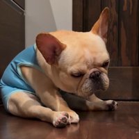 うつむきながら座る犬