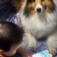 赤ちゃんの隣で伏せる犬