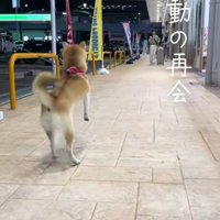飛び跳ねる柴犬