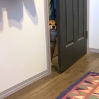 隙間からじーっ
