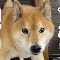 女性と男性を見て身構える犬