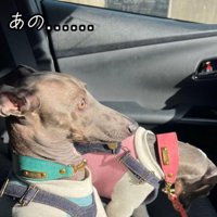 車で犬と一緒にドライブ