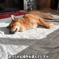 日向ぼっこするラッキーくん