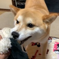 おもちゃを渡してくれません